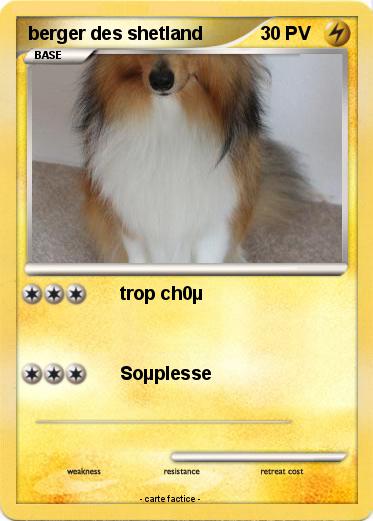 Pokemon berger des shetland