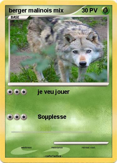 Pokemon berger malinois mix