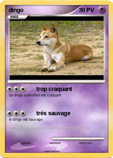 Pokemon dingo