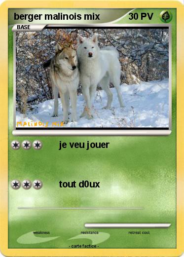 Pokemon berger malinois mix