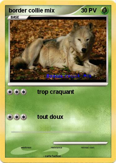 Pokemon border collie mix