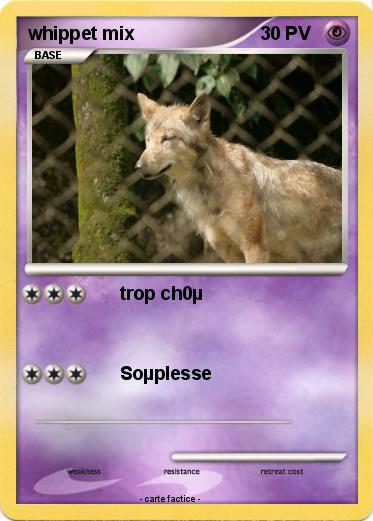 Pokemon whippet mix