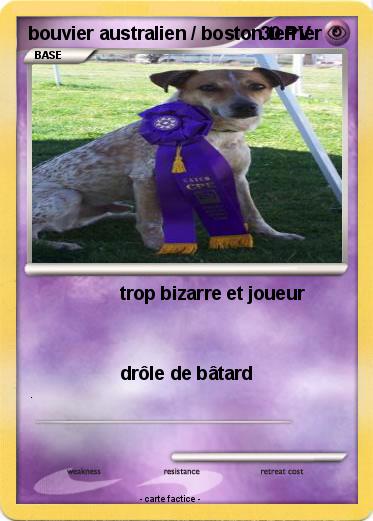 Pokemon bouvier australien / boston terrier