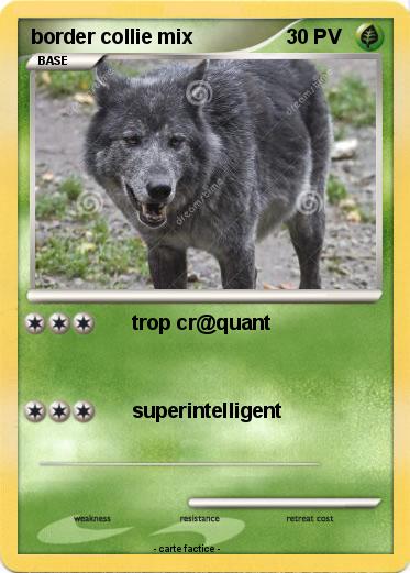 Pokemon border collie mix