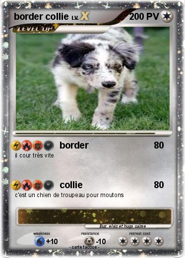 Pokemon border collie