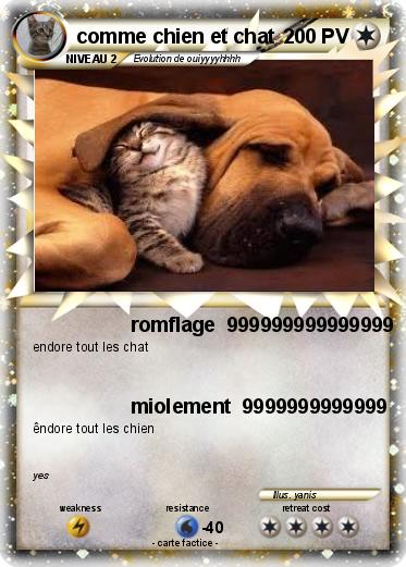 Pokemon comme chien et chat