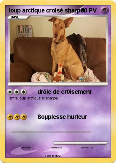 Pokemon loup arctique croisé sharpeï