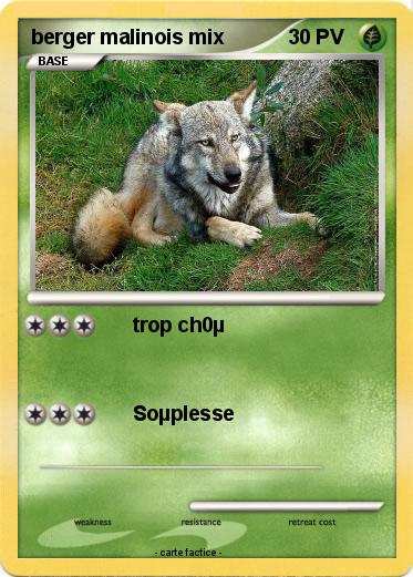 Pokemon berger malinois mix