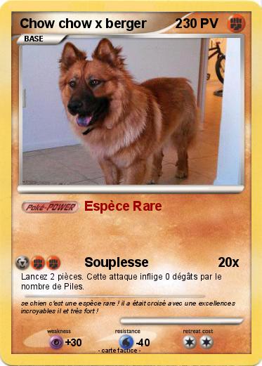 Pokemon Chow chow x berger        2