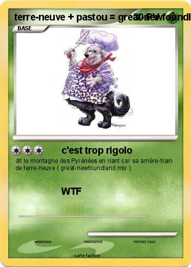 Pokemon terre-neuve + pastou = great-newfoundland mix