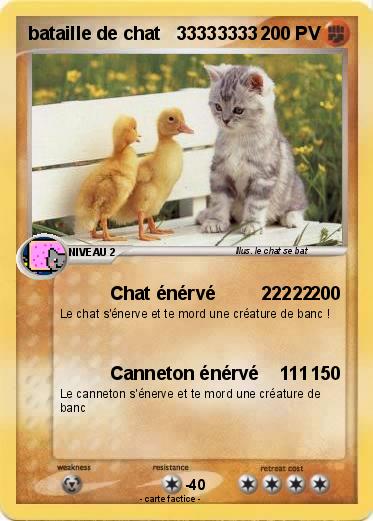 Pokemon bataille de chat   33333333