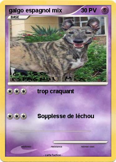 Pokemon galgo espagnol mix