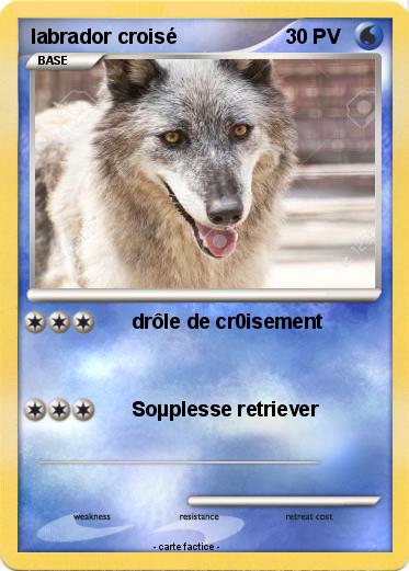 Pokemon labrador croisé