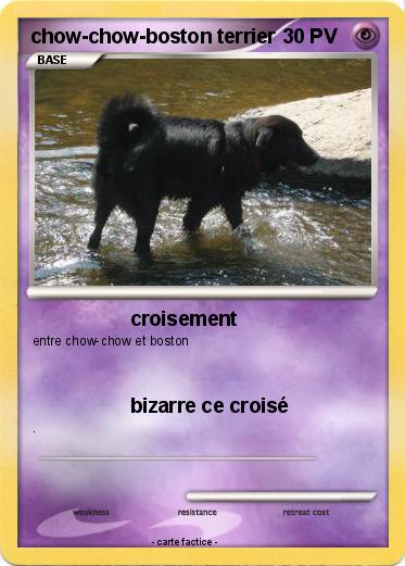 Pokemon chow-chow-boston terrier