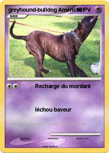 Pokemon greyhound-bulldog Américain