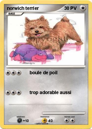 Pokemon norwich terrier