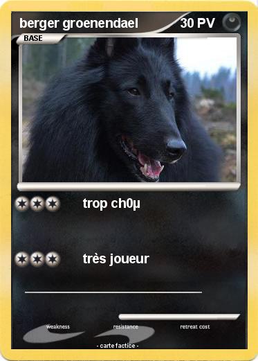 Pokemon berger groenendael