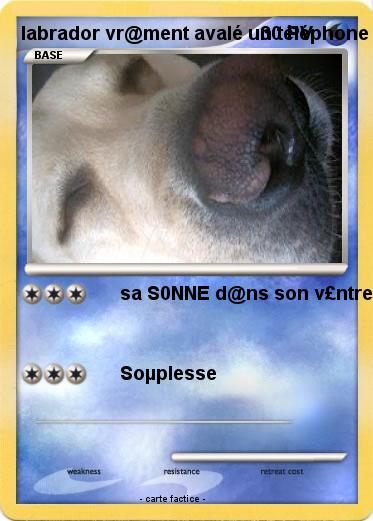 Pokemon labrador vr@ment avalé un téléphone portable