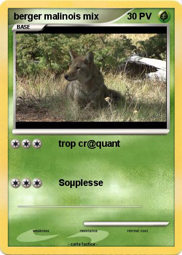 Pokemon berger malinois mix