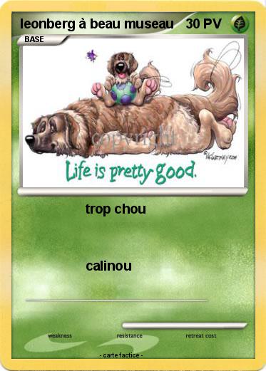 Pokemon leonberg à beau museau