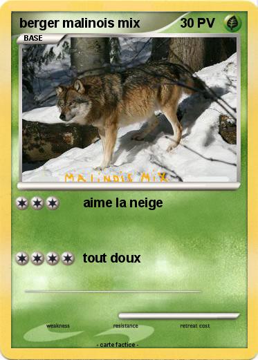Pokemon berger malinois mix