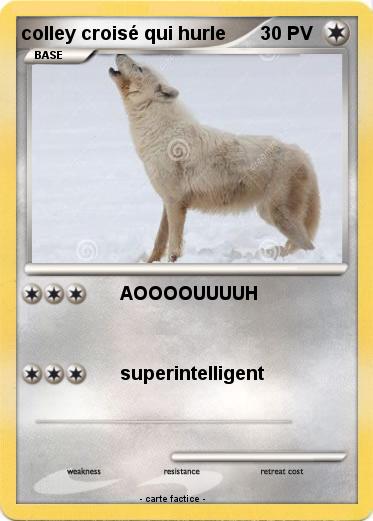 Pokemon colley croisé qui hurle