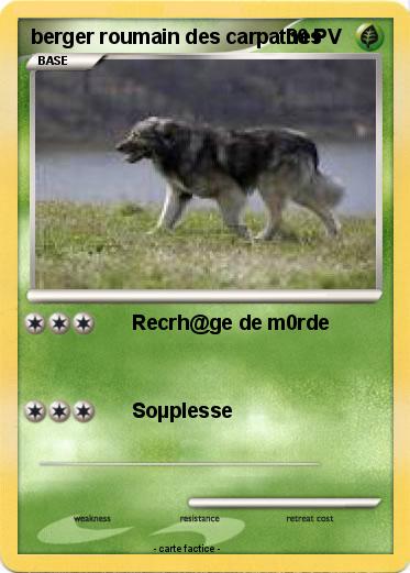 Pokemon berger roumain des carpathes