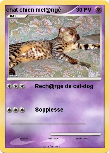 Pokemon chat chien mel@ngé