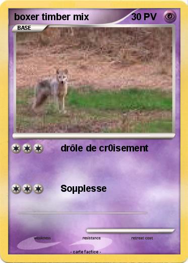 Pokemon boxer timber mix