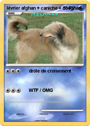 Pokemon lévrier afghan + caniche = dooghan