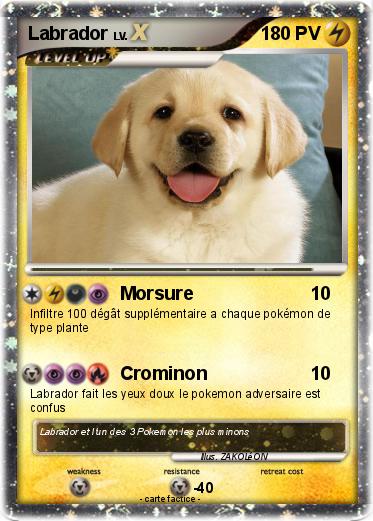 Pokemon Labrador