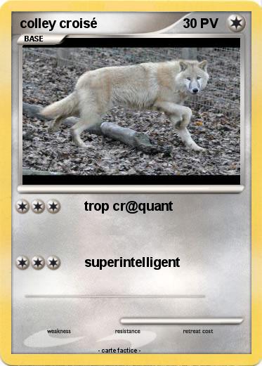 Pokemon colley croisé