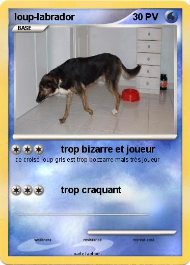 Pokemon loup-labrador
