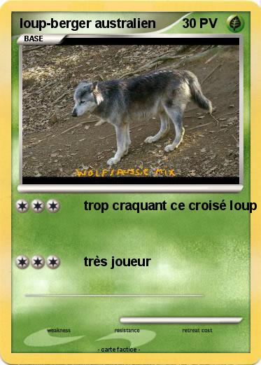 Pokemon loup-berger australien