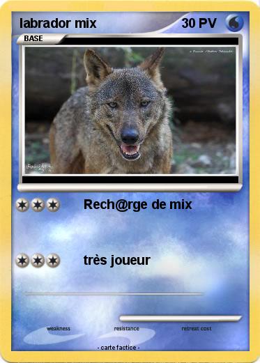 Pokemon labrador mix