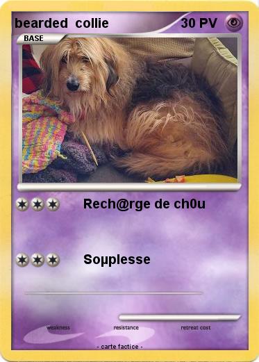 Pokemon bearded  collie