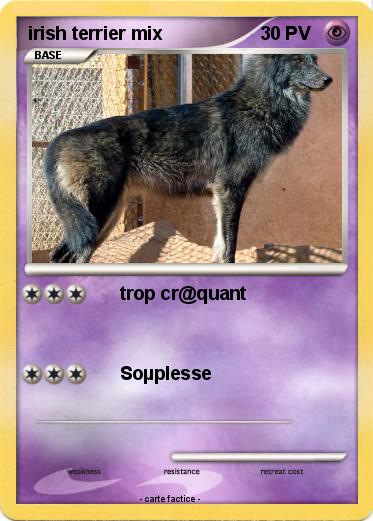 Pokemon irish terrier mix