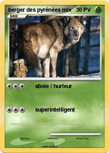 Pokemon berger des pyrénées mix