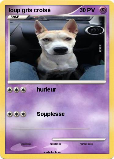 Pokemon loup gris croisé
