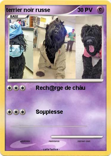 Pokemon terrier noir russe