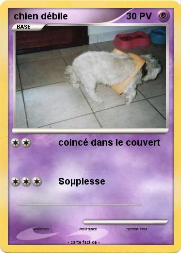 Pokemon chien débile