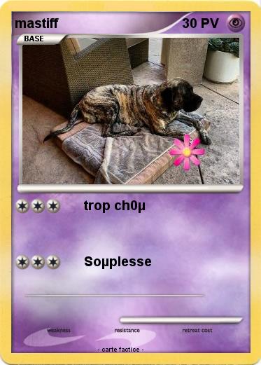 Pokemon mastiff