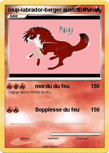 Pokemon loup-labrador-berger australien mix
