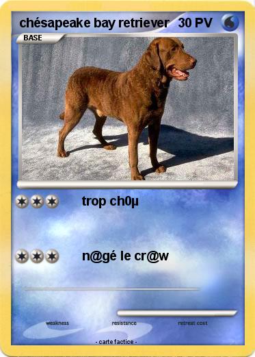 Pokemon chésapeake bay retriever