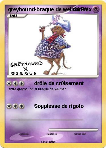 Pokemon greyhound-braque de weimar mix