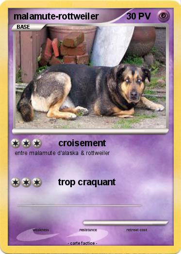 Pokemon malamute-rottweiler