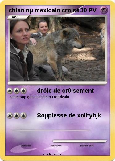 Pokemon chien nµ mexicain croisé