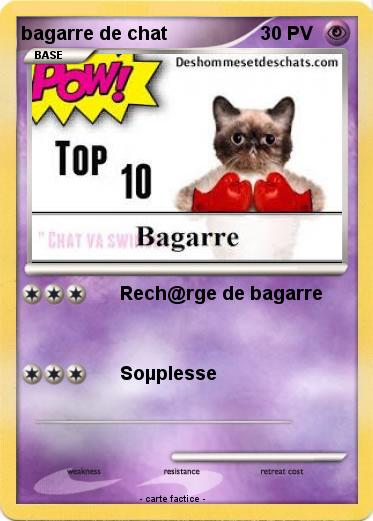 Pokemon bagarre de chat