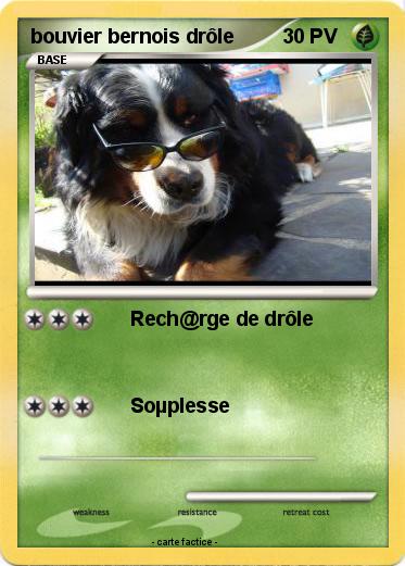 Pokemon bouvier bernois drôle