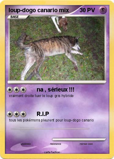 Pokemon loup-dogo canario mix